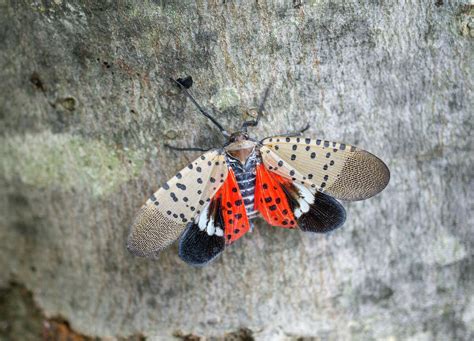 How To Destroy A Spotted Lanternfly And Its Eggs