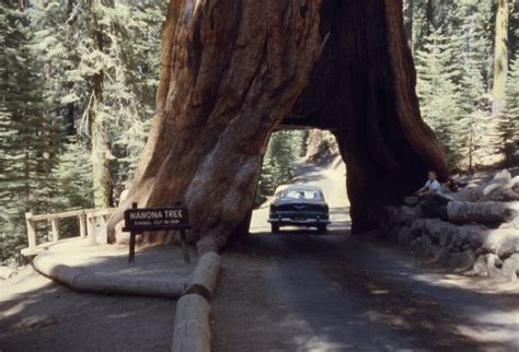 The Wawona Tunnel Tree A 2300 Year Old Wonder Of Yosemite National