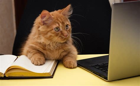 Funny Photos Of Cats “working From Home” Readers Digest Canada