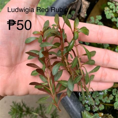 Aquatic Plants Ludwigia Rubin Shopee Philippines