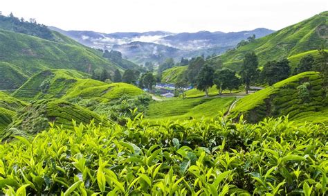 The bharat tea plantation first started in 1933 and sold their tea produce to a nearby factory. Pictures of Central Malaysia | Bamboo Travel