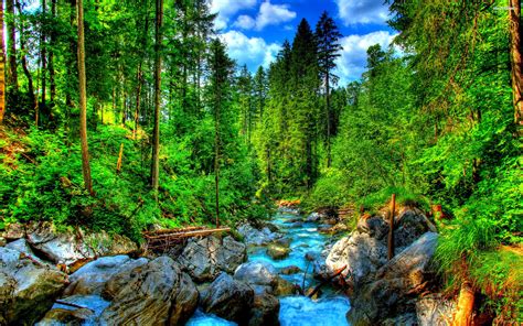 Click on image above to view larger in light box, then right click on image and select save image as. Mountain River Green Pine Forest, Rocks And Green Grass ...