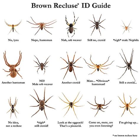 Brown Recluse Spider Facts For Kids