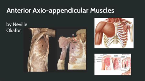 Anterior Axio Appendicular Muscles By Neville Gregory Okafor On Prezi Next