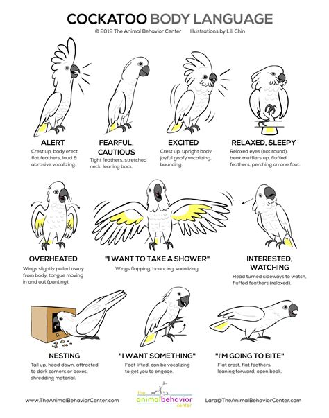 Doggie Drawings Infographics