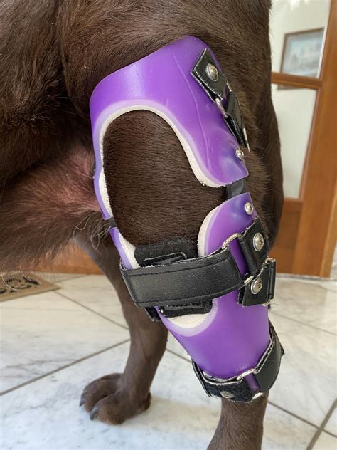 Animal Ortho Care Custom Dog Knee Brace Stifle Ccl Acl