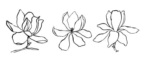 Sketch Floral Botany Collection Magnolia Flower Drawings Modern