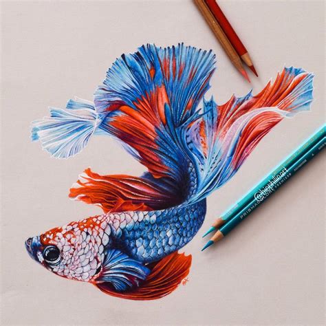 Hyper Realistic Realistic Betta Fish Drawing Bettakus