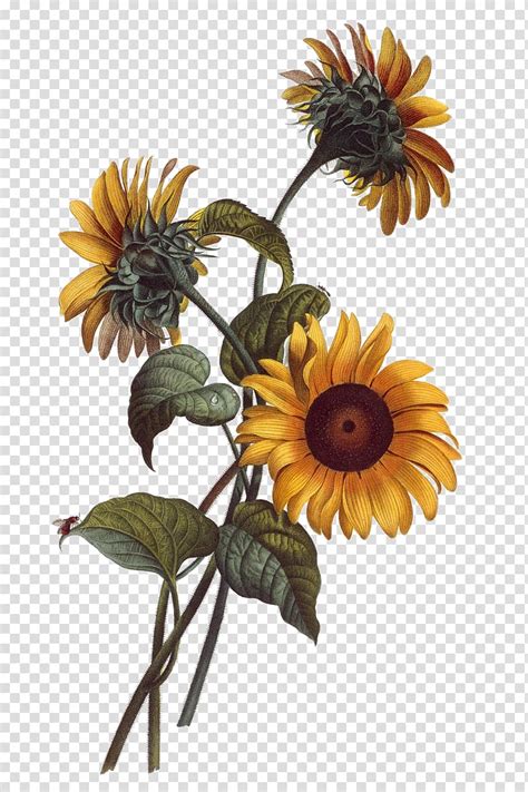 Free Download Three Yellow Sunflowers Common Sunflower Watercolor