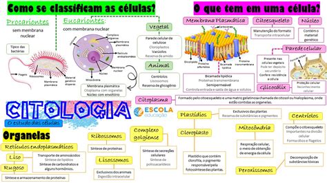 Mapa Mental Sobre Citoplasma E Organelas Citoplasmaticas Biologia Images