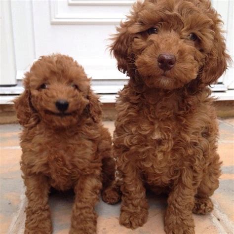 Red Miniature Poodle Puppies Poodlepuppies Poodle Puppy Poodle Dog