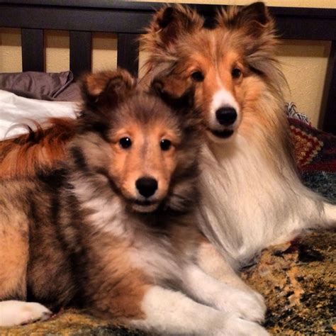 Shelties Will Always Have A Special Place In My Heart Sheltie Dogs