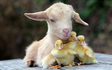 Pin By Kim Defreese On Amazinganimalfriendships Cute Goats Animals