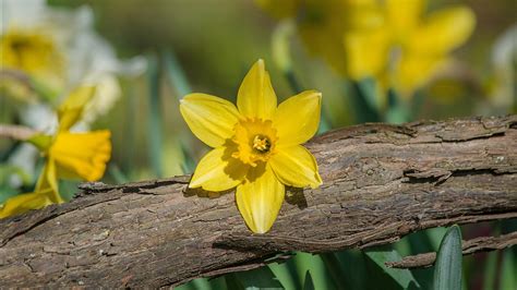 Spring Yellow Daffodil Flower On Broken Wood 4k Hd Flowers Wallpapers