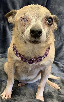 We have many wonderful animals that are available for adoption here at the city of plano animal shelter. Garland, TX - Chihuahua. Meet Jewels a Pet for Adoption ...
