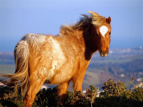 Welsh Mountain Pony Photograph By Harvey Hudson Fine Art America