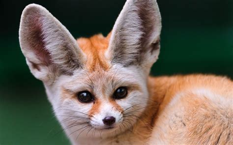 Fennec Fox As Pets Things To Know Before Taking Them As Pets