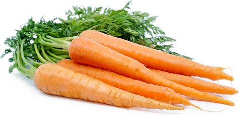 Bunched Carrots Information And Facts