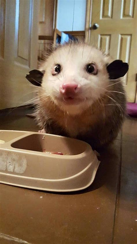 The Cutest Opossum Ever Cute Animals Opossum Baby Opossum