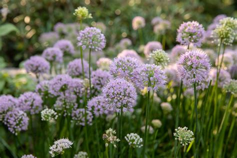 How To Grow And Care For Allium Ornamental Onion