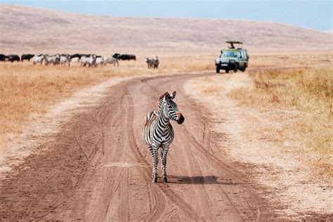 5 days private safari tour and maasai village visit tanzania marriott