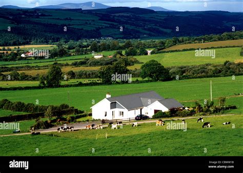 A Modern Irish Farm House With Live Stock In The Golden Vale Of