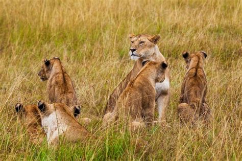 Premium Photo Lioness With Cubs Kenya National Park Africa