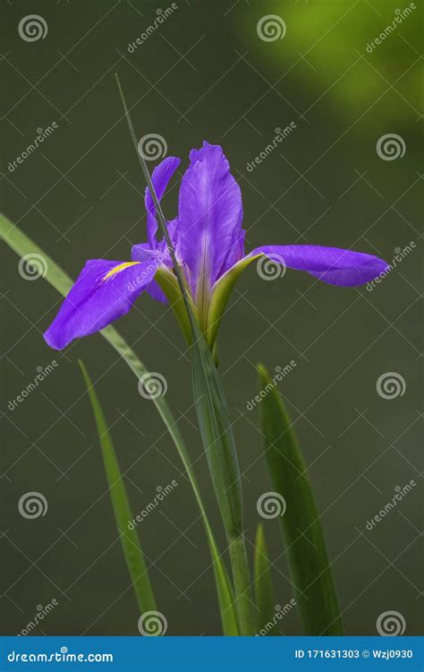 A Closeup Blue Iris Flower In The Garden Stock Image Image Of Closeup