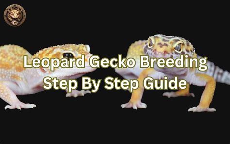 Leopard Gecko Breeding Step By Step Guide Your Exotic Pets