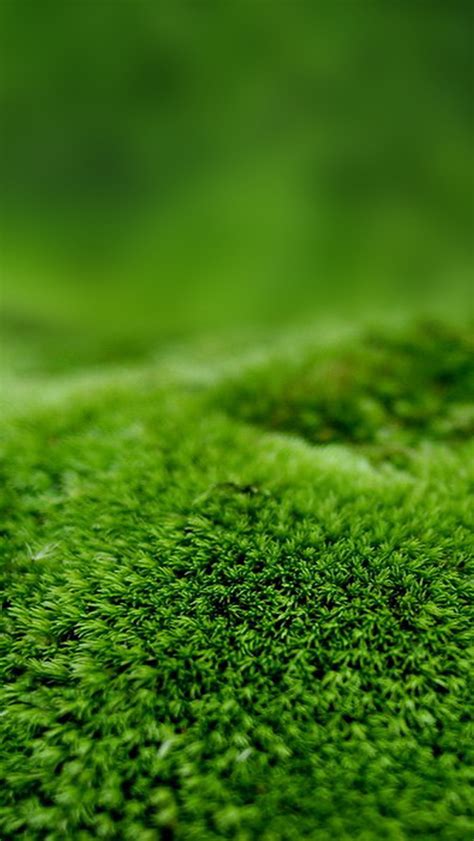 Moss The Iphone Wallpapers