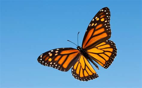 Monarch Butterfly Desktop Backgrounds