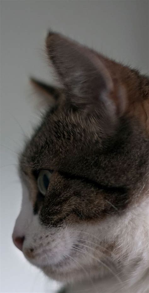 Catfacesideview 고양이