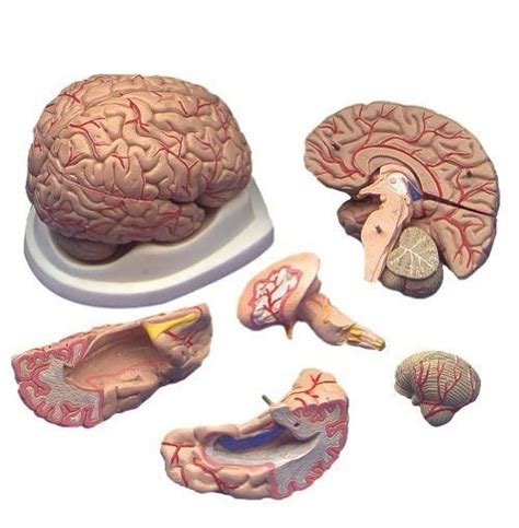 Modelo Anatómico Del Cerebro Humano Anatomical Chart Envío Gratis