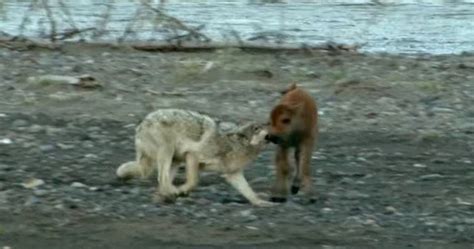 Watch Wolf Instantly Regrets Attacking This Badass Baby Bison