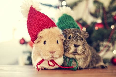 Cute Hamster Christmas Wallpapers Wallpaper Cave