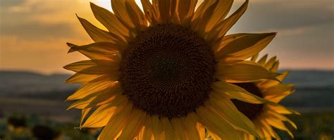 Sunflower Sunset Hd Wallpapers Top Free Sunflower Sunset Hd