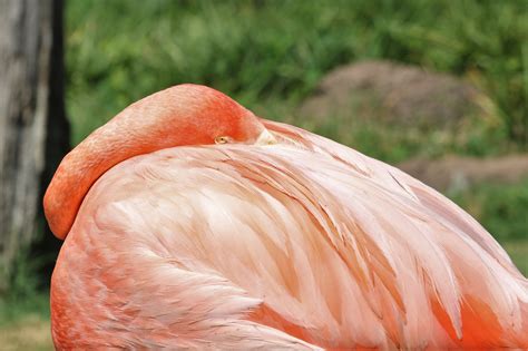 Sleeping Flamingo Close Up Free Stock Photo Public Domain Pictures