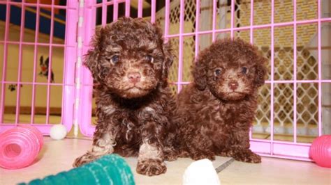 Adorable Dark Chocolate Brown Toy Poodle Puppies For