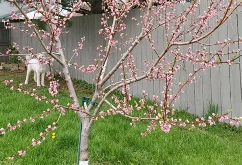 Peppermint Flowering Peach Tree Care Best Flower Site