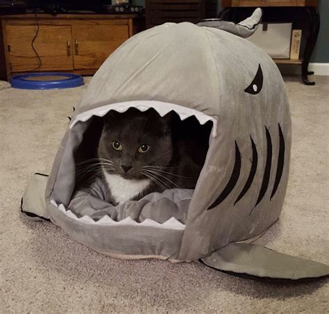 Cat Sitting Inside A Shark Bed Funny Pictures Tumblr Silly Pictures