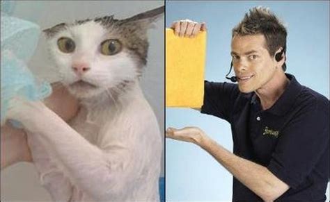Cats That Look Like Celebrities Global News