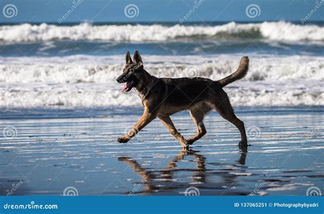 German Shepherd Puppy Running And Playing On Beach Stock Image Image