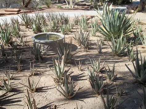 But how does it survive so effortlessly in the hot desert? Digging In The Dirt: The Desert Garden.