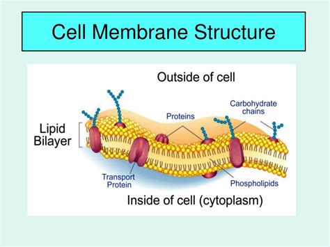 Ppt Cell Membrane Structure Powerpoint Presentation Free Download
