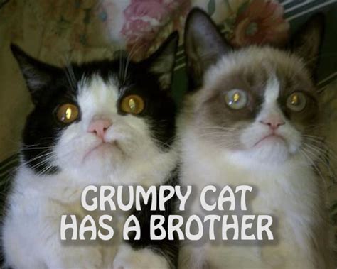 Grumpy Cat Has A Brother Grumpy Cat Know Your Meme