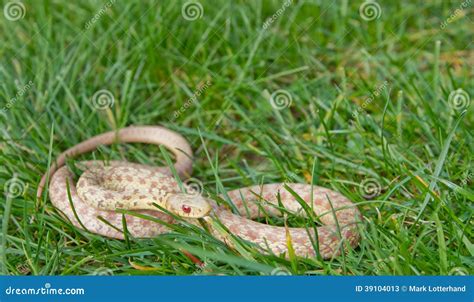 Wild Albino Eastern Garter Snake Stock Photo Image 39104013