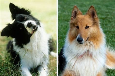 Border Collie Vs Collie What Are The Differences