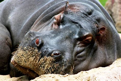 Beautiful Animals Safaris Hippopotamus Animals Animals Beautiful