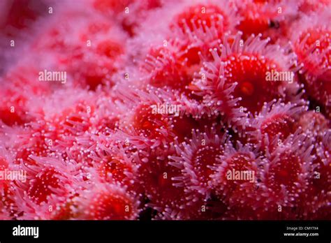 Red Sea Anemone Close Up Stock Photo Alamy