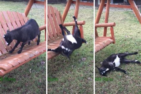 10 Fainting Goat Videos That Will Have You In Stitches